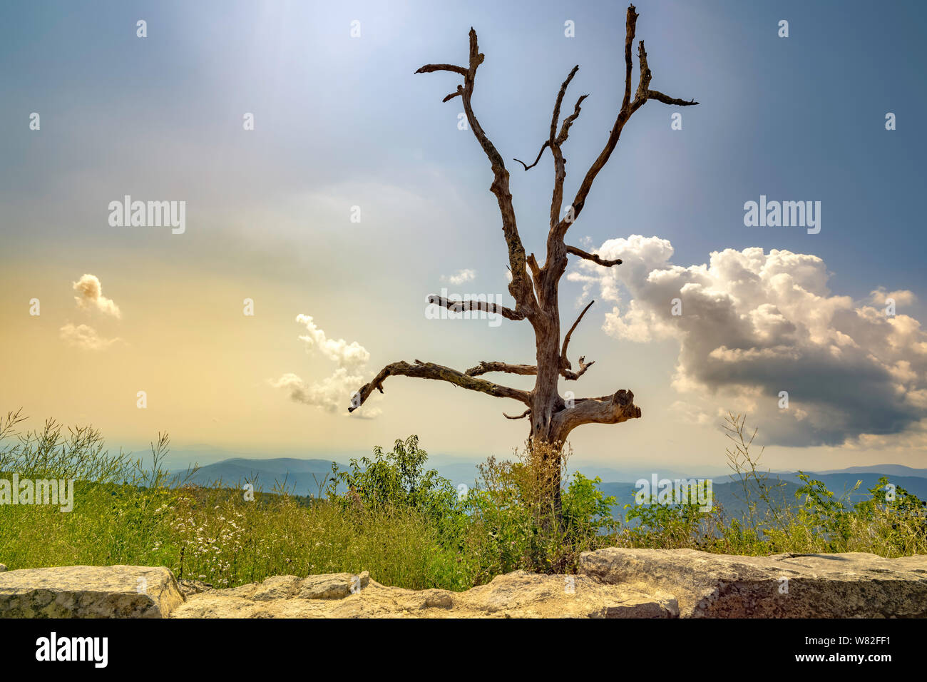 Toter Baum entlang der Skyline Drive Nationalpark. Die Skyline Drive ist 105 km lang und verläuft entlang der Blue Ridge Parkway in der Appalachian mountain Stockfoto
