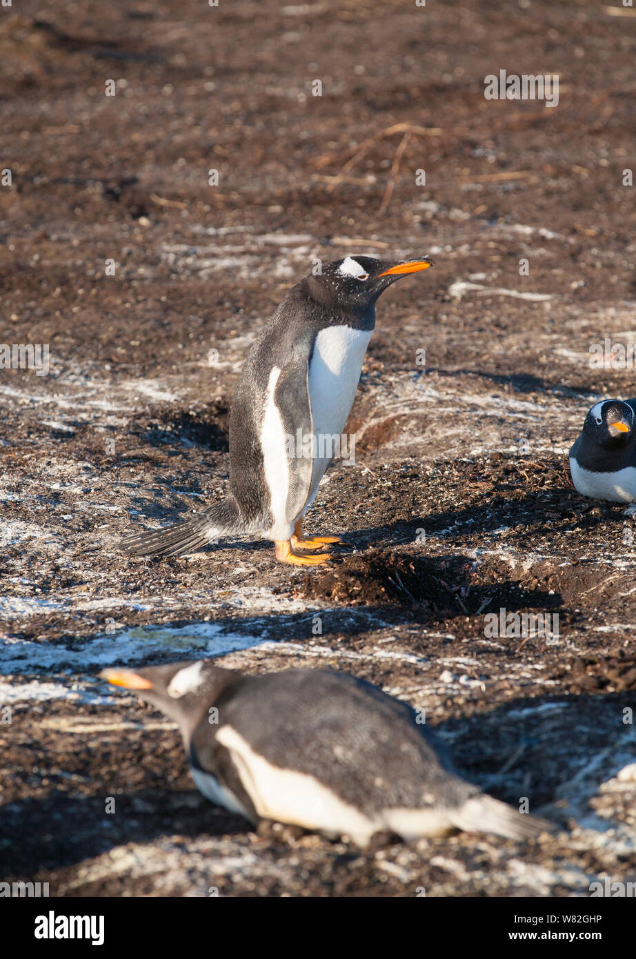 Gentoo Pinguin Kolonie auf sea lion Island, Falkland Inseln, mit einigen Sitzen auf den Eiern Stockfoto