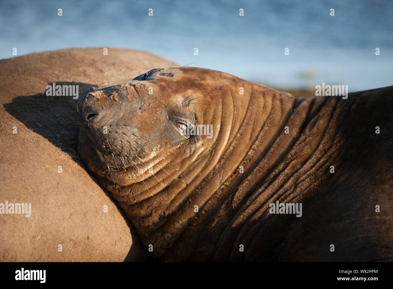 Elephant seal Dösen auf dem Gras bei Sonnenuntergang auf sea lion Island, Falkland Inseln Stockfoto