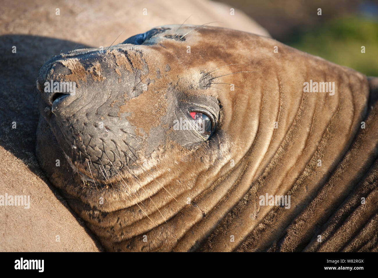 Elephant seal Dösen auf dem Gras bei Sonnenuntergang auf sea lion Island, Falkland Inseln Stockfoto