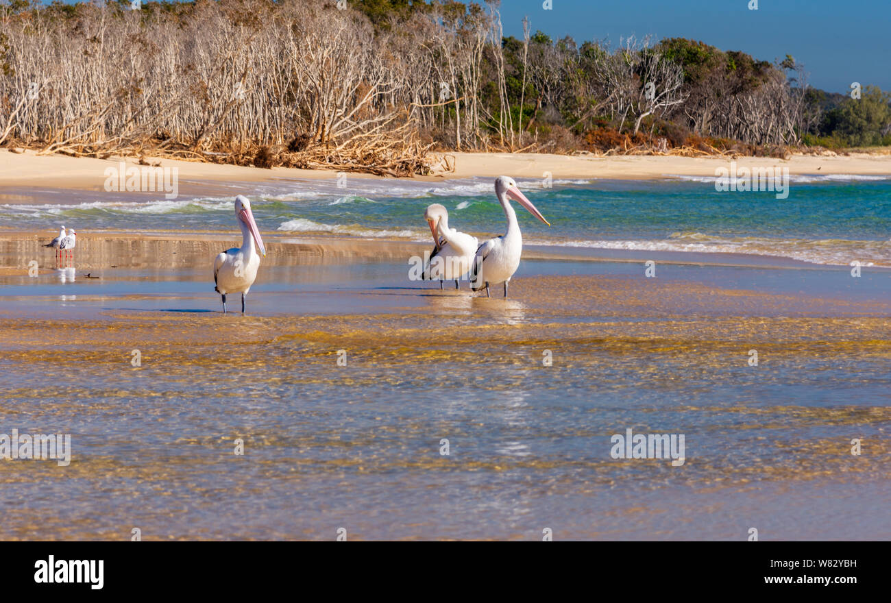 Pelikane und Möwen am Strand an einem sonnigen Tag Stockfoto