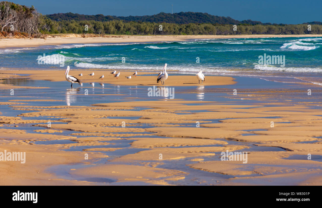 Pelikane und Möwen am Strand an einem sonnigen Tag Stockfoto