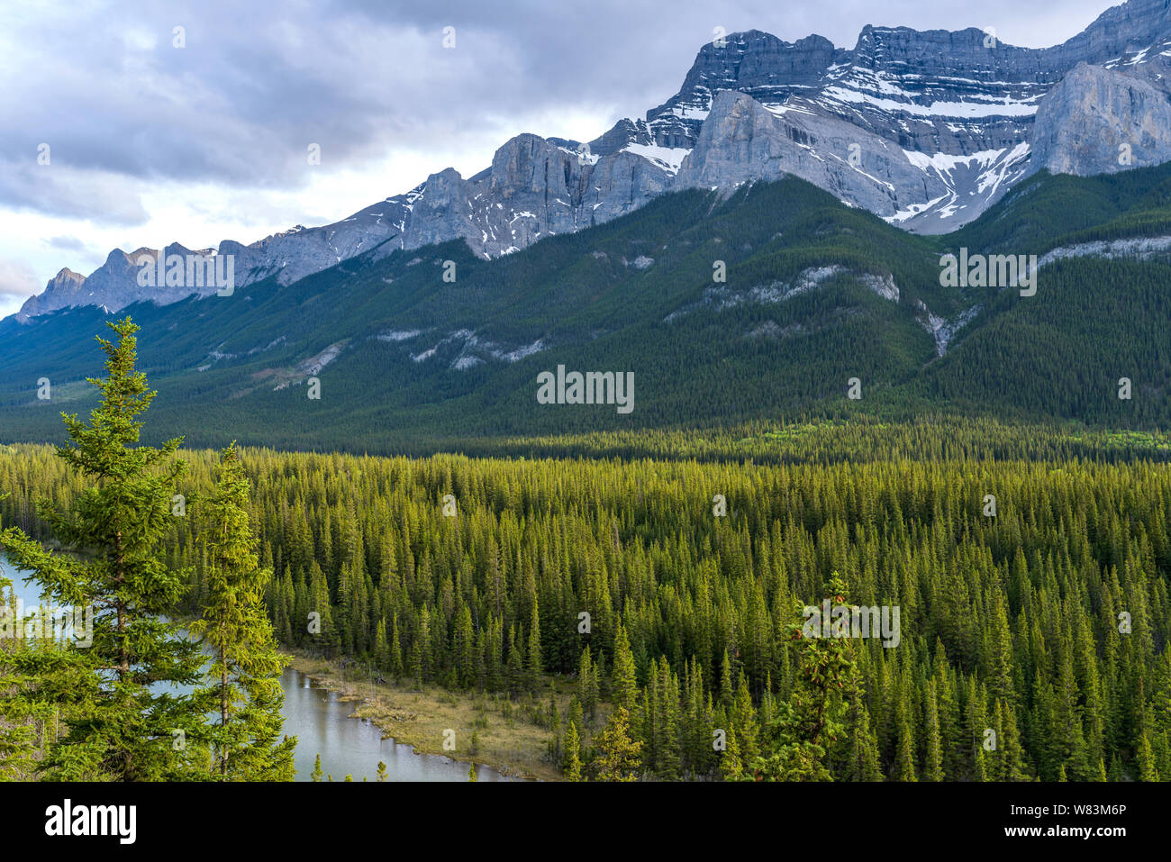 Berg Tal - ein Frühling Abend Blick auf dichten immergrünen Wald in Bow River Valley an der Basis des Mount Rundle, Banff National Park, Alberta, Kanada. Stockfoto