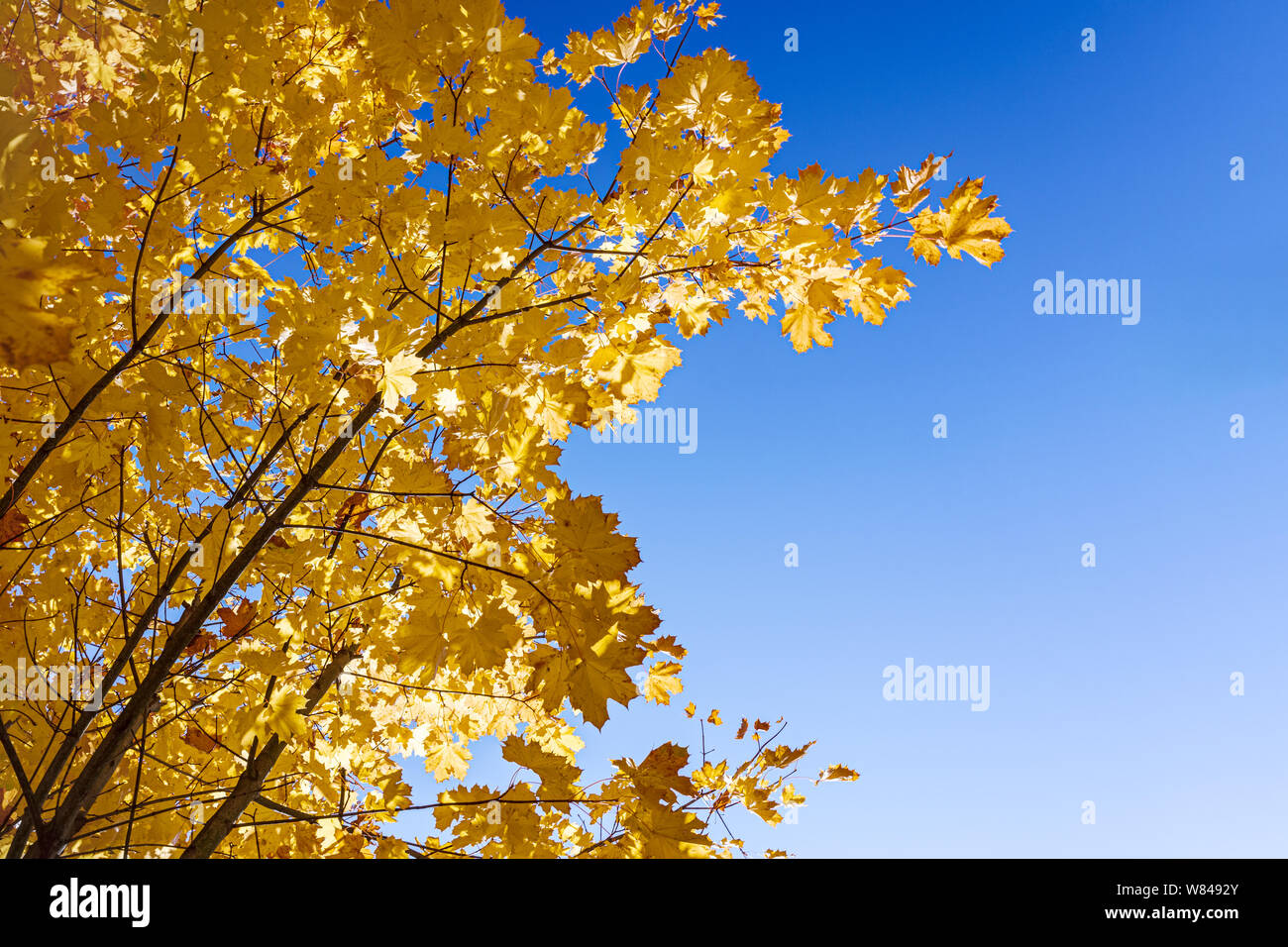 Ahorn Baumkronen mit trockenen gold Blätter gegen strahlend blauen Himmel Hintergrund. unten Detailansicht Stockfoto