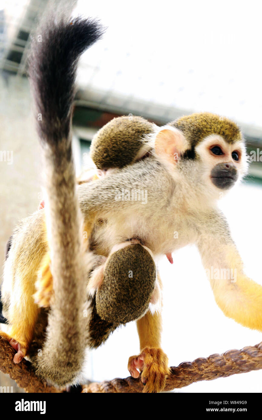Eine weibliche Totenkopfäffchen ihr Baby tragen und ein Affe cub von der Mutter verlassenen dargestellt in einem Zoo in Qingdao Stadt ist,'s East China Shandong provin Stockfoto