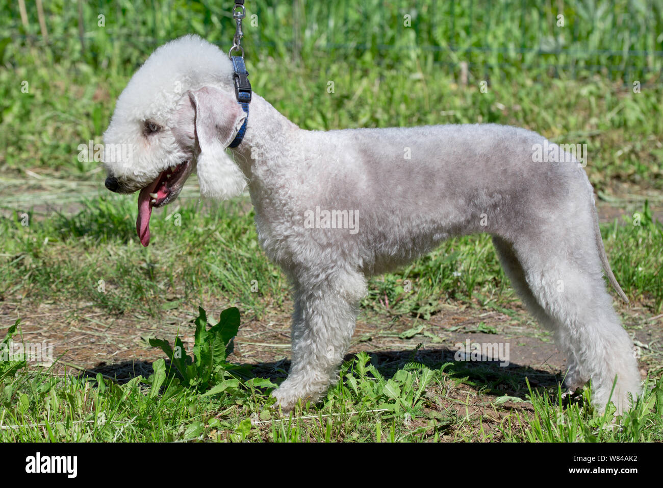 Cute Bedlington Terrier Welpen steht auf einer grünen Wiese. Heimtiere. Reinrassigen Hund. Stockfoto