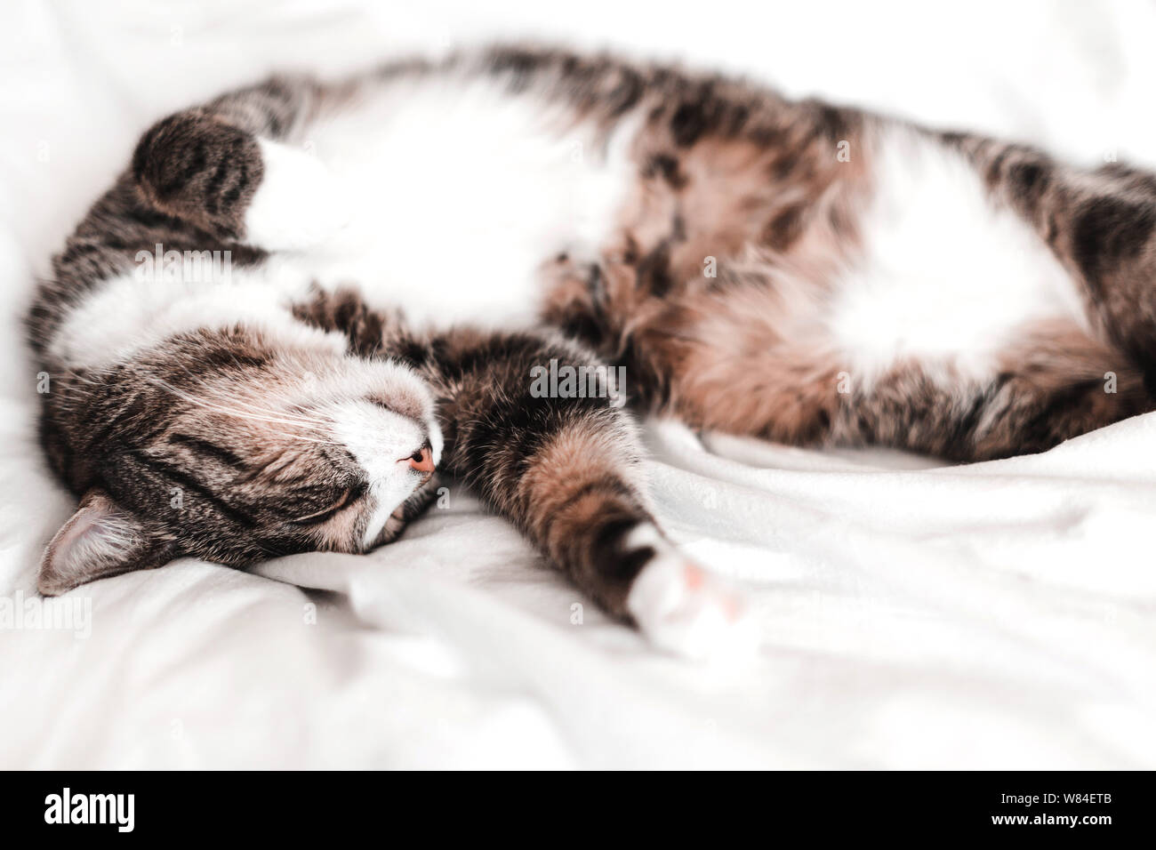 Die Katze schläft süß und glücklich, sie liegt entspannt auf einem weißen Bettlaken. Stockfoto