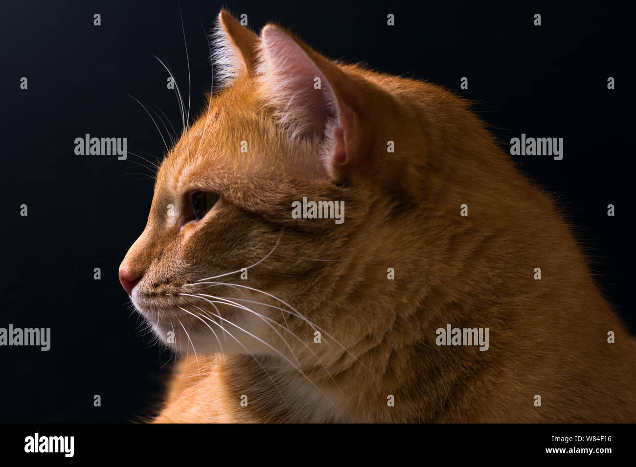Bildnis eines rothaarigen Jungen Katze auf schwarzem Hintergrund Stockfoto