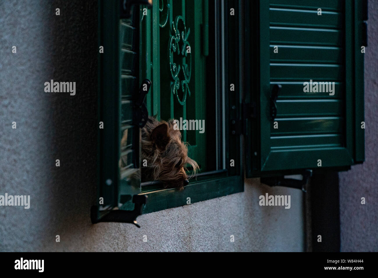 Hund mit den traurigen Augen Blick aus Fenster Stockfoto