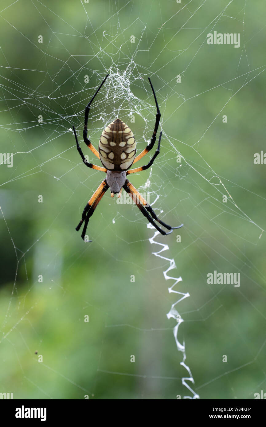 Goldener Seide Orb-Weaver Spinne im Netz, Central Texas, USA Stockfoto