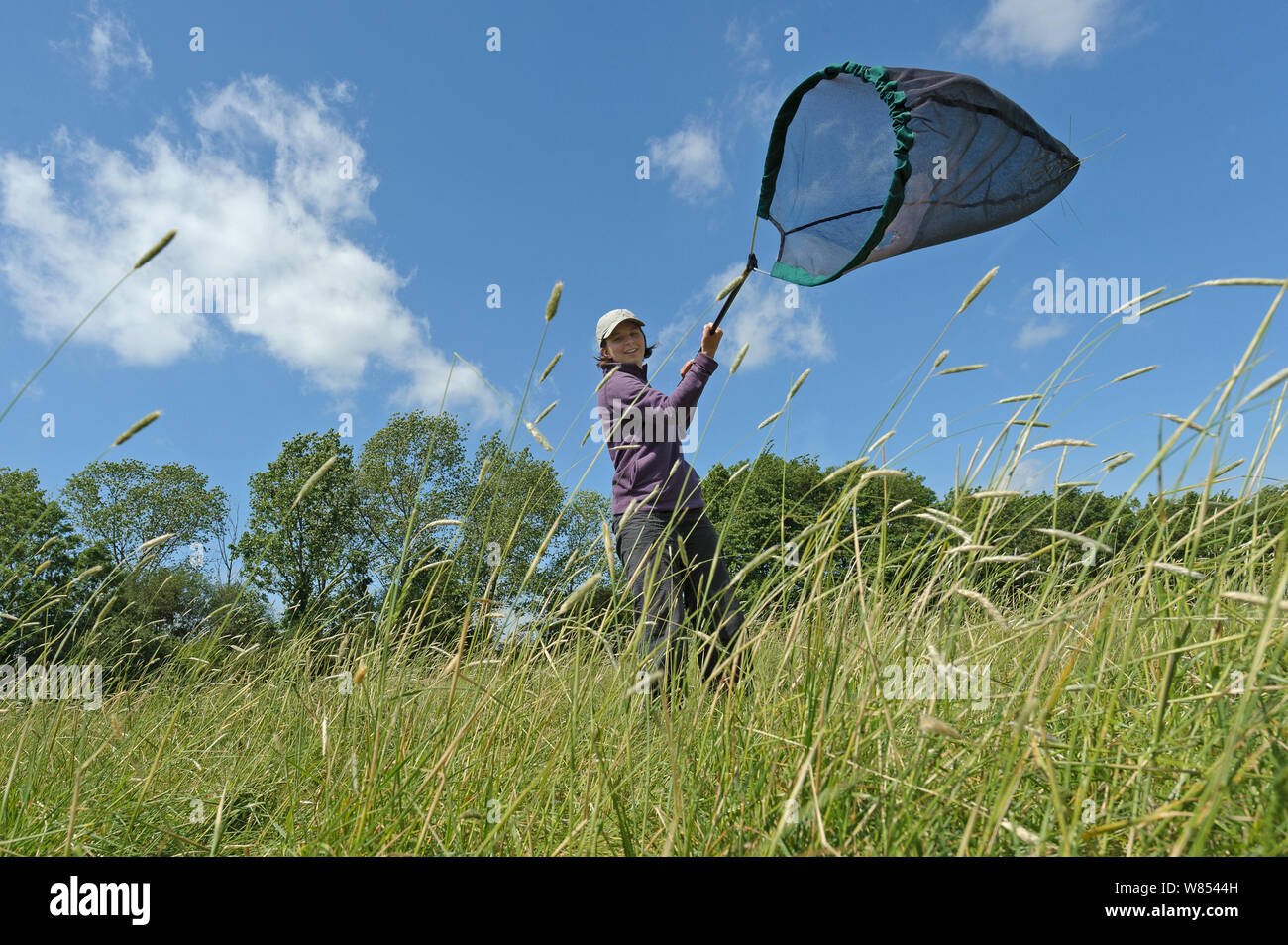 RSPB Forschung ökologe, Chloe Hardman, mit Schleife net Sample wirbellosen Bevölkerungen an der Hoffnung Farm, Cambridgeshire, UK, Mai 2011, Model Released Stockfoto