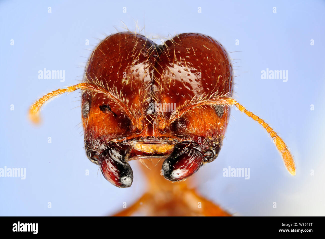 Feuerameise (Solenopsis geminata) Kopf eines großen Arbeiter mit Kiefer zum Öffnen der Samen verwendet. Muster fotografiert mit digitalen focus Stacking Stockfoto