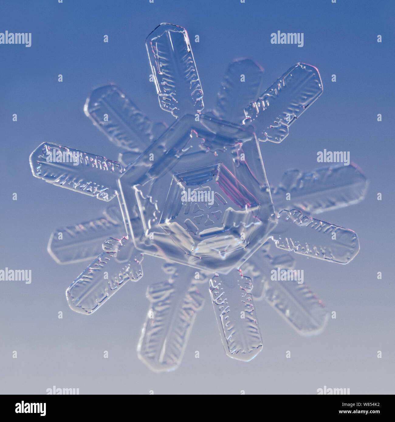 Schneeflocke vergrößert unter Mikroskop, Lilehammer, Norwegen Stockfoto