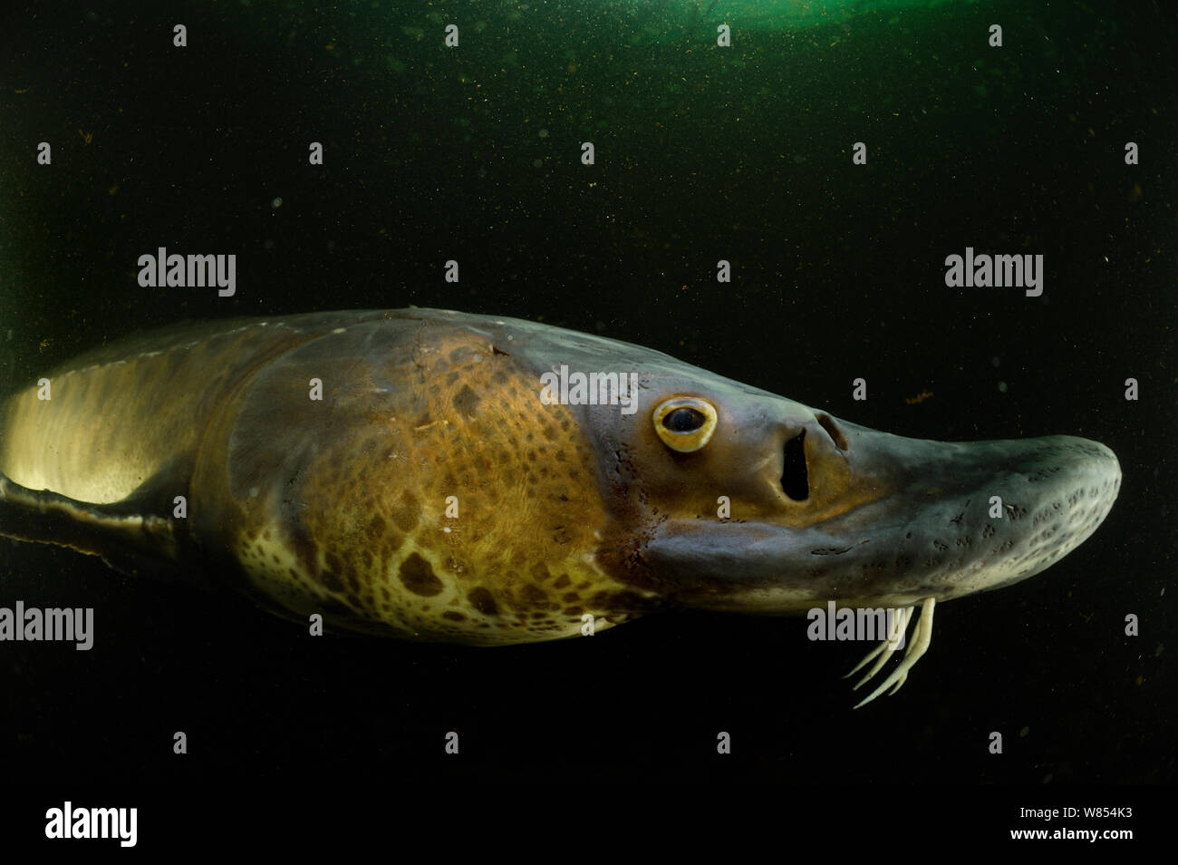 Atlantic sturgeon acipenser oxyrinchus -Fotos und -Bildmaterial in ...