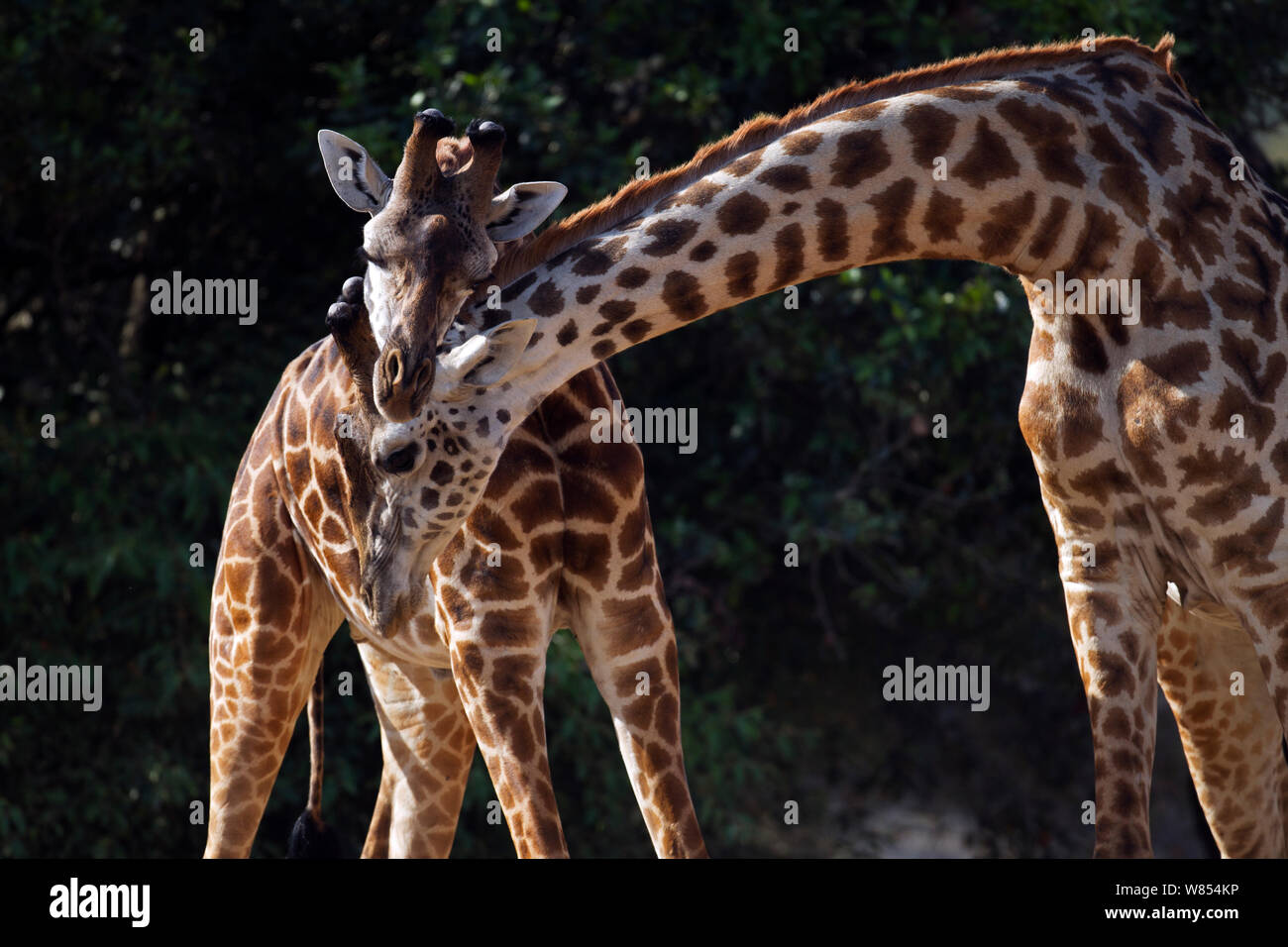 Masai Giraffe (Giraffa Camelopardalis tippelskirchi) Männer knutschen, Masai Mara National Reserve, Kenia, August. Stockfoto