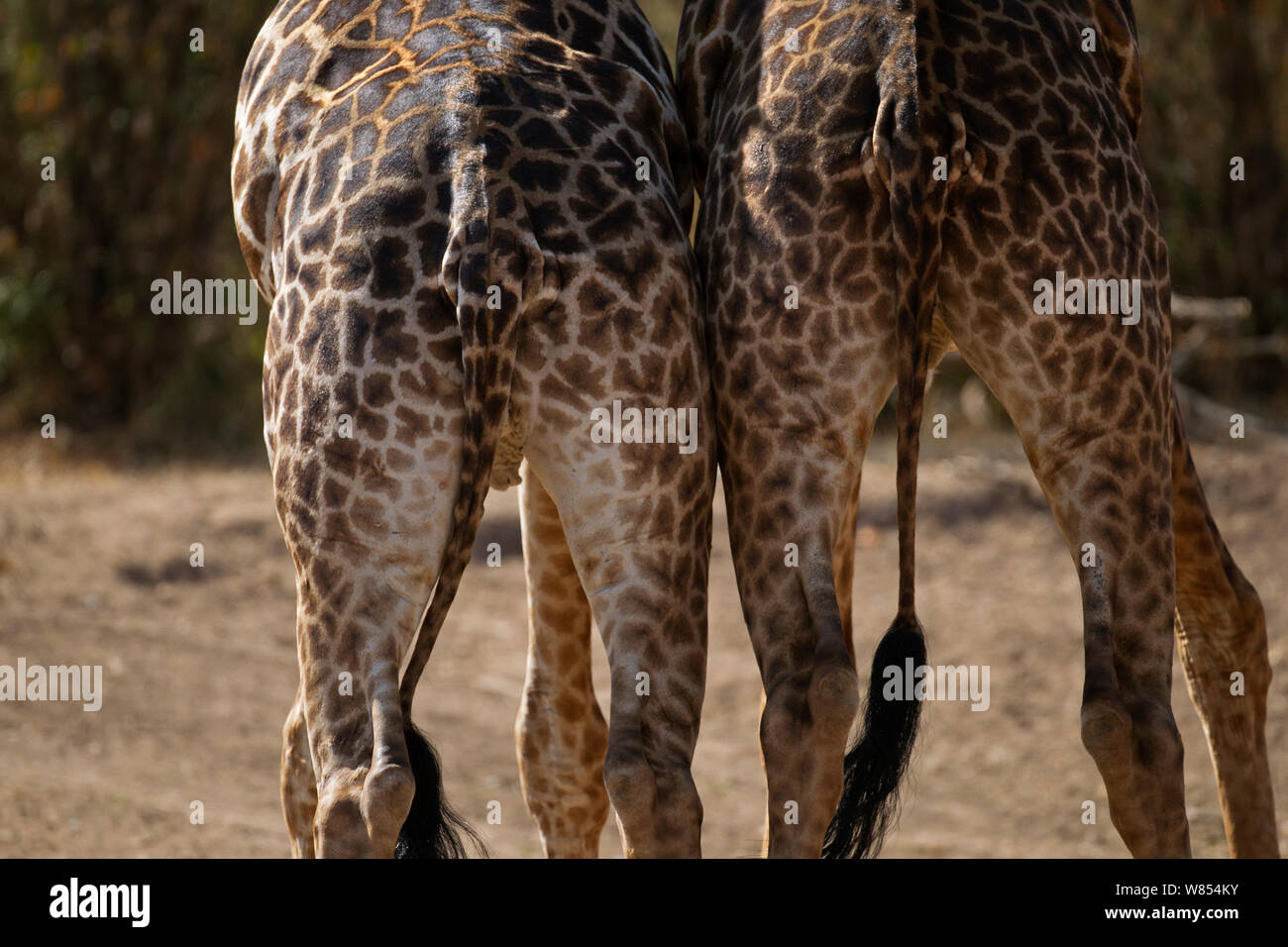 Masai Giraffe (Giraffa Camelopardalis tippelskirchi) Paar Rückansicht, Masai Mara National Reserve, Kenia, August Stockfoto