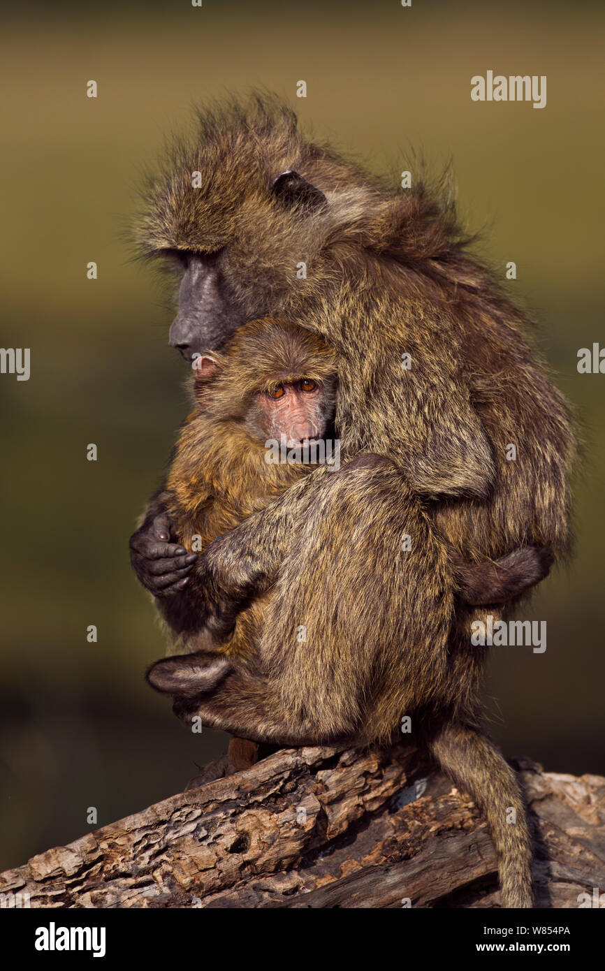 Olive baboon (Papio cynocephalus Anubis) juvenile Kuscheln ein Kleinkind im Alter von 9-12 Monate, Masai Mara National Reserve, Kenia, August Stockfoto