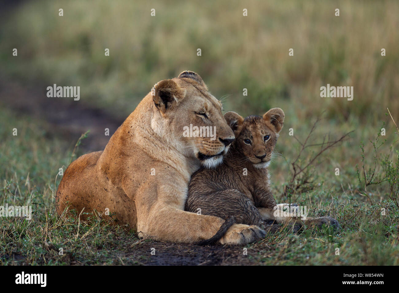 Löwin (Panthera leo) mit Jungtier im Alter von 3-6 Monaten, die vom Spielen im schlammigen Wasser verschmutzt ist, Masai Mara National Reserve, Kenia, September Stockfoto