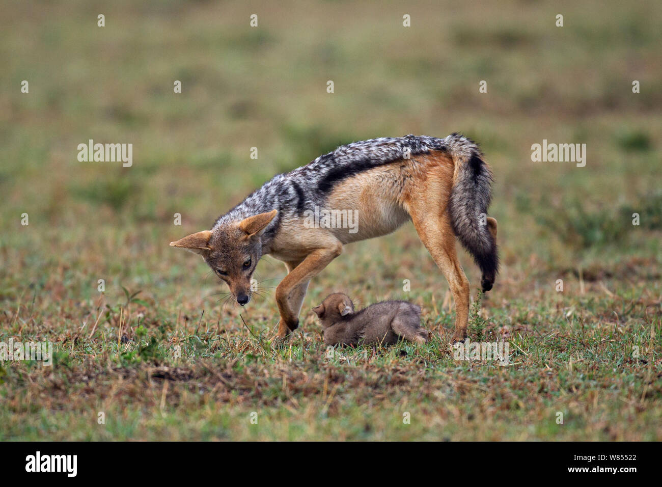 Black backed Jackal (Canis mesomelas) 'Hilfs'-Spielen mit zwei Wochen Welpe, Masai Mara National Reserve, Kenia, August. Stockfoto