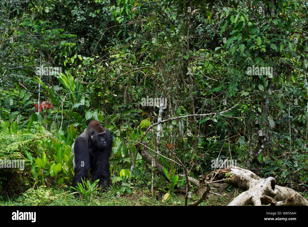 Westlicher Flachlandgorilla (Gorilla gorilla Gorilla) dominante Männchen silverback bin akumba' im Alter von 32 Jahren an den Rand des Waldes, Bai Hokou, Dzanga Sangha Spezielle dichten Wald finden, Zentralafrikanische Republik. Dezember 2011. Stockfoto