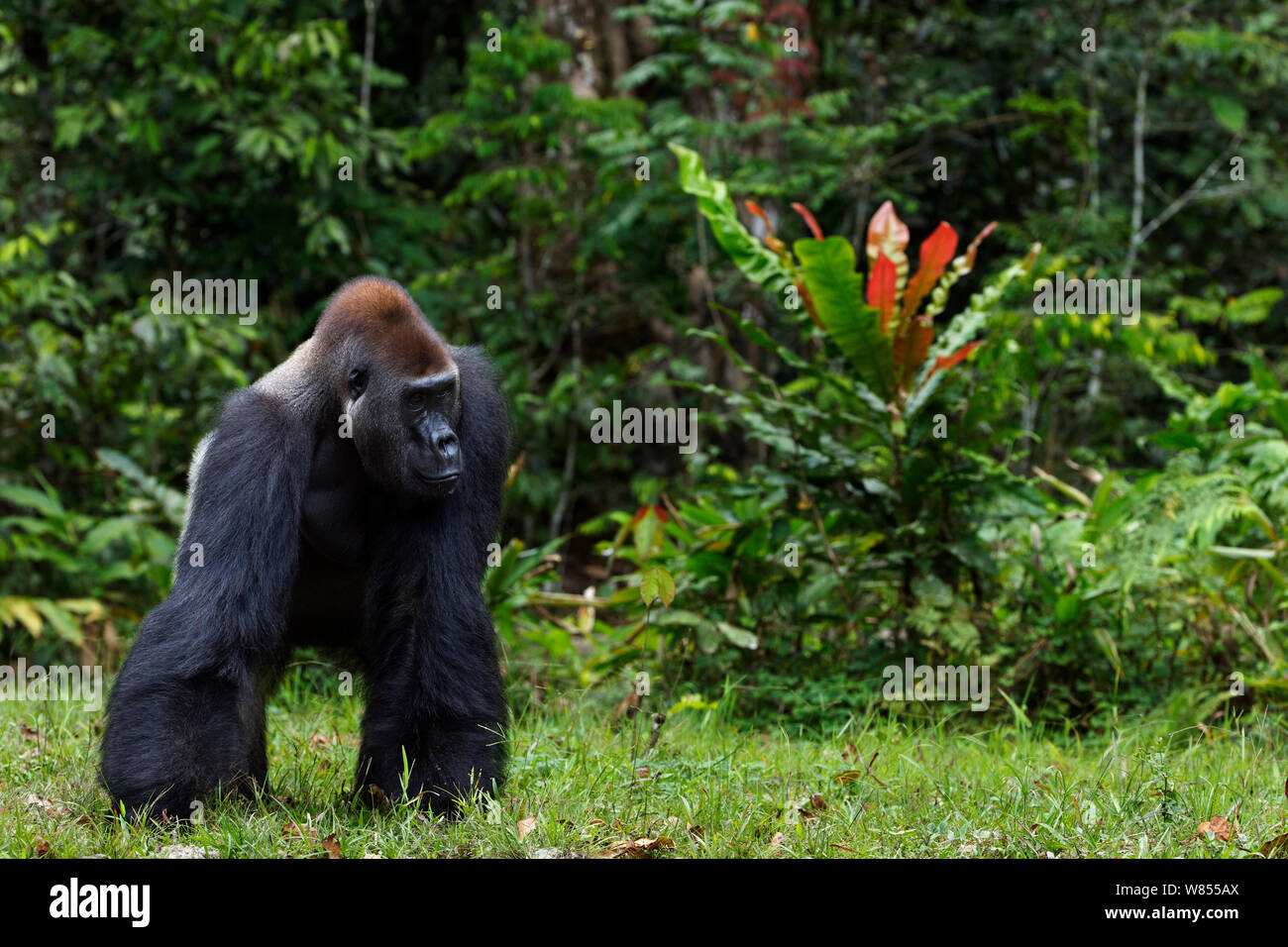 Westlicher Flachlandgorilla (Gorilla gorilla Gorilla) dominante Männchen silverback bin akumba' im Alter von 32 Jahren an den Rand des Waldes, Bai Hokou, Dzanga Sangha Spezielle dichten Wald finden, Zentralafrikanische Republik. Dezember 2011. Stockfoto