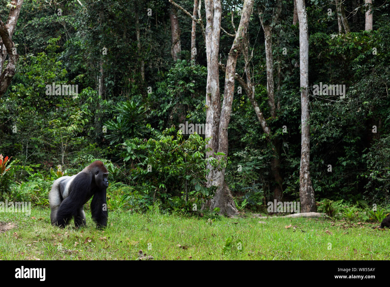 Westlicher Flachlandgorilla (Gorilla gorilla Gorilla) dominante Männchen silverback bin akumba' im Alter von 32 Jahren in einer Bai gerade aus dem Wald auftauchte, Bai Hokou, Dzanga Sangha Spezielle dichten Wald finden, Zentralafrikanische Republik. Dezember 2011. Stockfoto