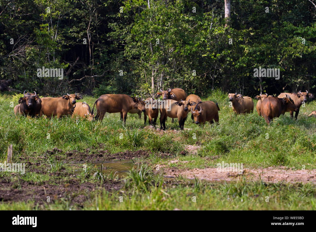 Wald Buffalo (Syncerus caffer nanus) Herde in Bai Hokou, Dzanga Sangha Spezielle dichten Wald finden, Zentralafrikanische Republik ruht. Dezember 2011. Stockfoto