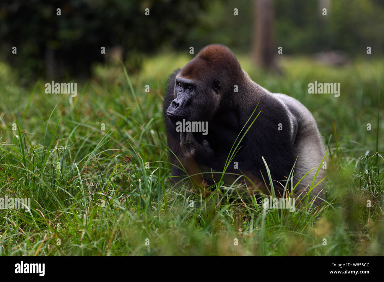 Westlicher Flachlandgorilla (Gorilla gorilla Gorilla) dominante Männchen silverback bin akumba' im Alter von 32 Jahren ständigen Portrait, Bai Hokou, Dzanga Sangha Spezielle dichten Wald finden, Zentralafrikanische Republik. Dezember 2011. Stockfoto