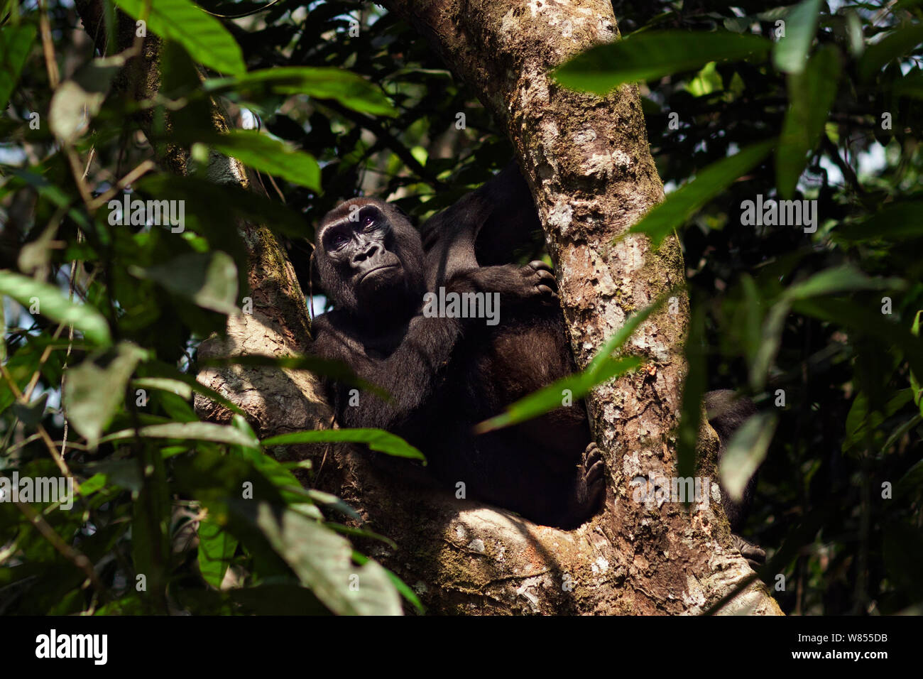 Westlicher Flachlandgorilla (Gorilla gorilla Gorilla) weiblich bin alui' sitzen auf dem Baum, Bai Hokou, Dzanga Sangha Spezielle dichten Wald finden, Zentralafrikanische Republik. Dezember 2011. Stockfoto