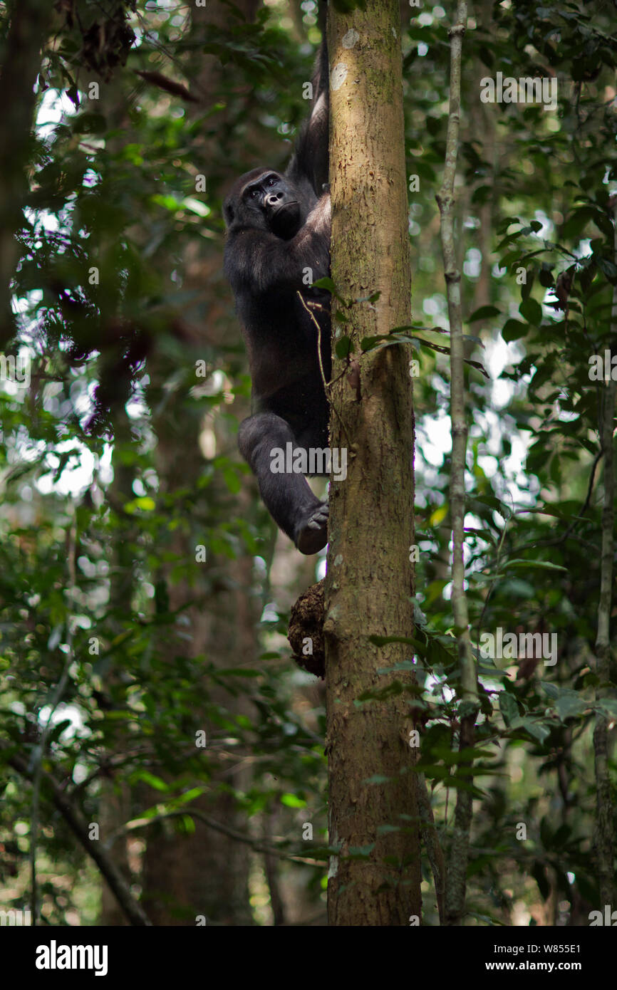 Westlicher Flachlandgorilla (Gorilla gorilla Gorilla) Sub-erwachsenen männlichen 'Kunga" bis zum Alter von 13 Jahren nach unten auf einen Baum, Bai Hokou, Dzanga Sangha Spezielle dichten Wald finden, Zentralafrikanische Republik. Dezember 2011. Stockfoto