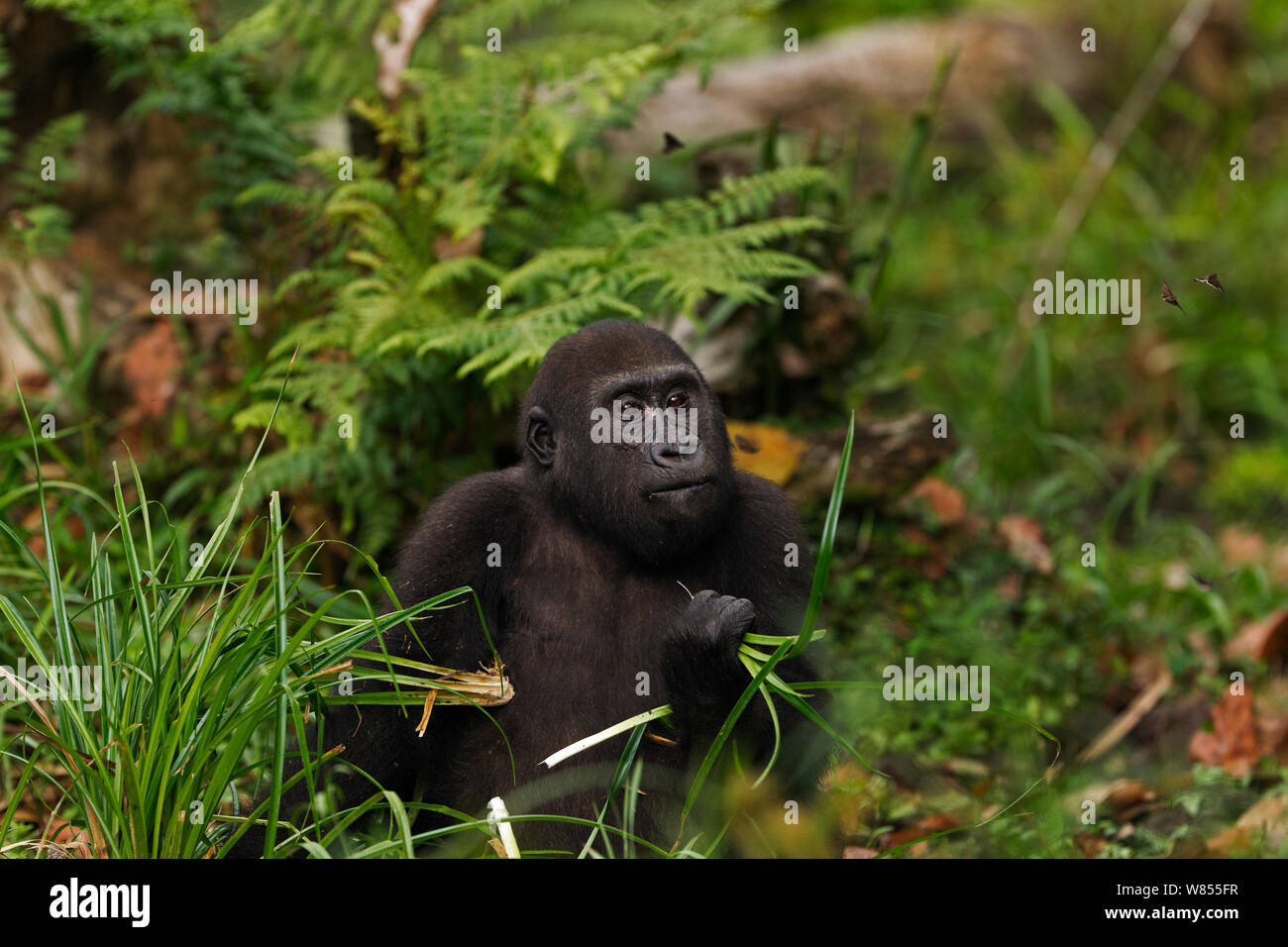 Westlicher Flachlandgorilla (Gorilla gorilla Gorilla) juvenile Male 'Tembo" ab 4 Jahren Fütterung auf segge Gräser in Bai Hokou, Dzanga Sangha Spezielle dichten Wald finden, Zentralafrikanische Republik. Dezember 2011. Stockfoto