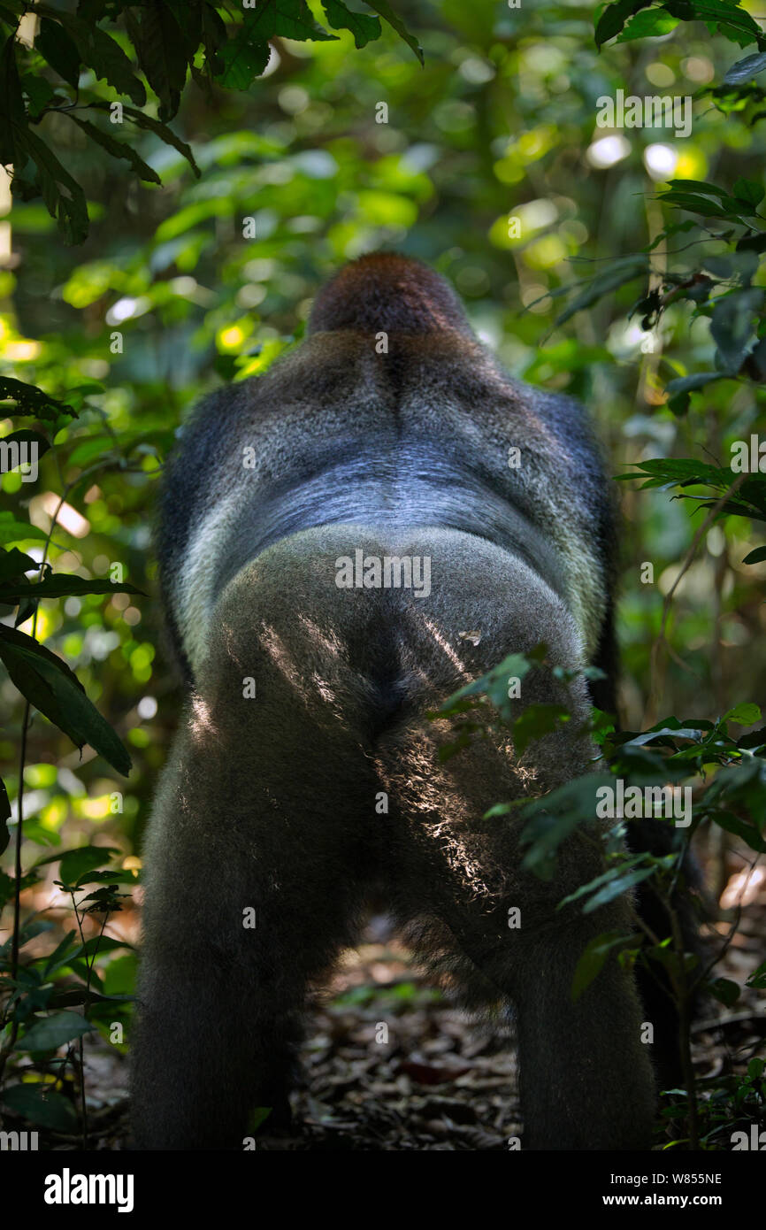 Westlicher Flachlandgorilla (Gorilla gorilla Gorilla) Rückansicht des dominanten männlichen Silverback bin akumba' im Alter von ca 32 Jahren stehend auf einem Waldweg, Bai Hokou, Dzanga Sangha Spezielle dichten Wald finden, Zentralafrikanische Republik. November 2011. Stockfoto