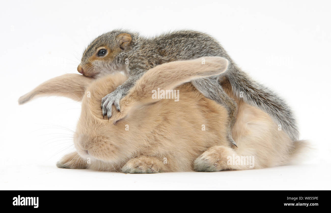 Junge graue Eichhörnchen und Sandy Kaninchen. Stockfoto