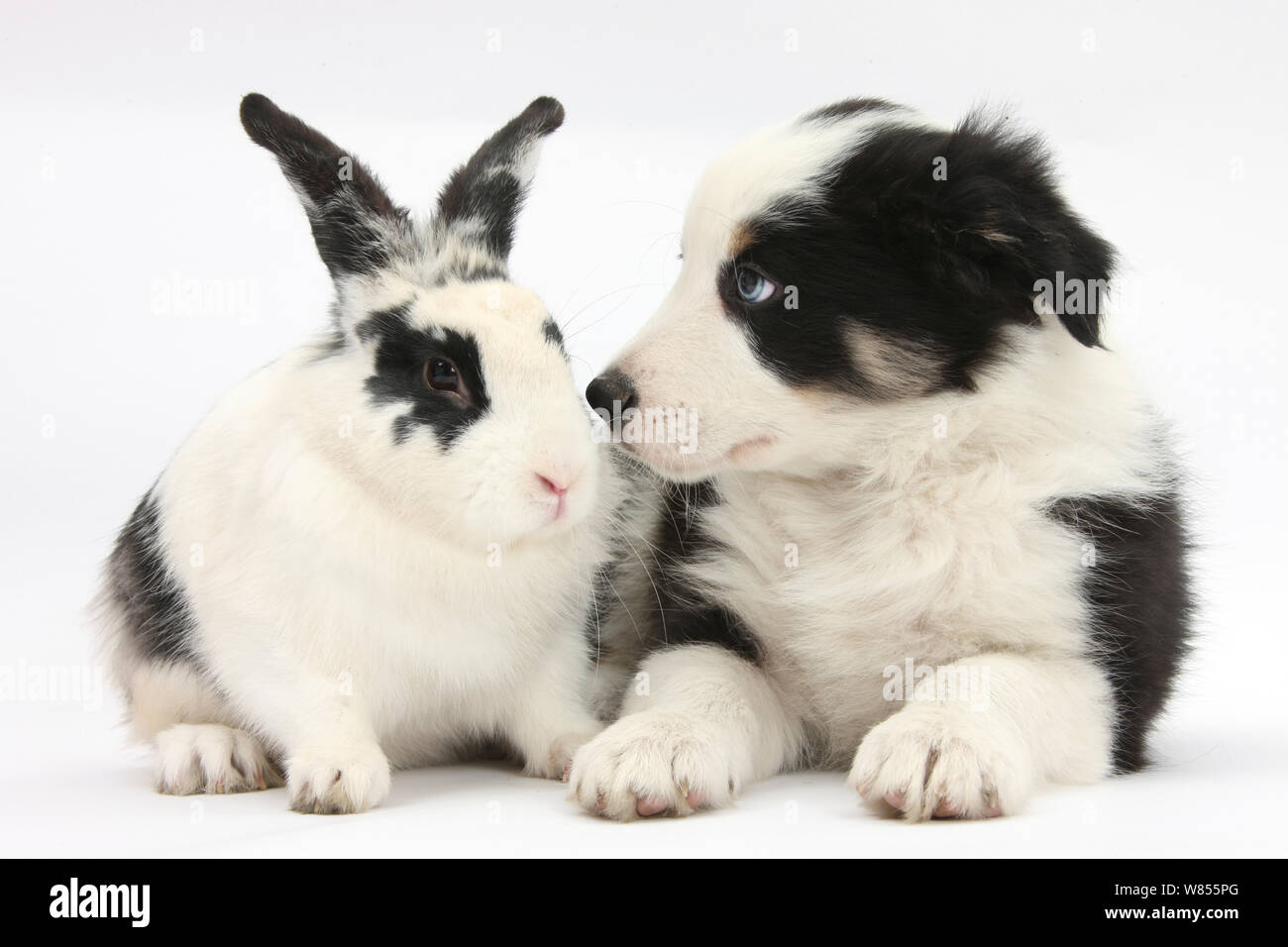 Tricolor Border Collie Welpen Basilikum, 8 Wochen, mit schwarzen und weißen Kaninchen. Stockfoto