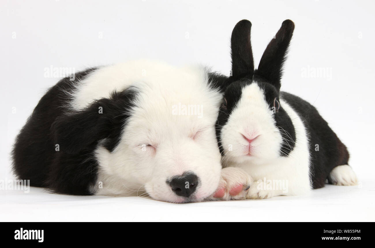 Schlafende schwarze und weiße Border Collie Welpen und schwarzen Holländer Kaninchen. Stockfoto