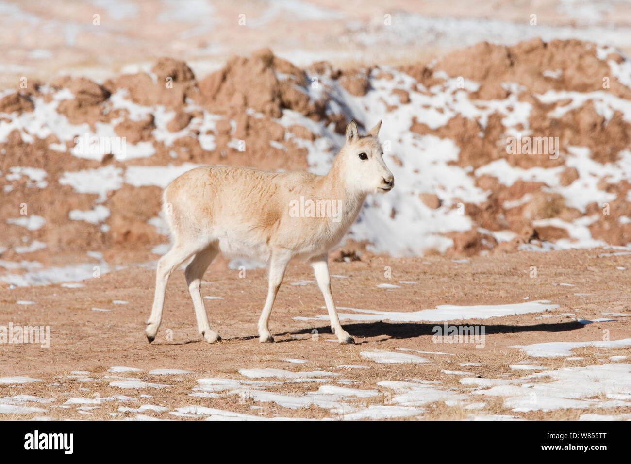 Tibetische Antilope (Pantholops hodgsonii) Kekexili, Qinghai, tibetischen Plateau, China, Dezember Stockfoto