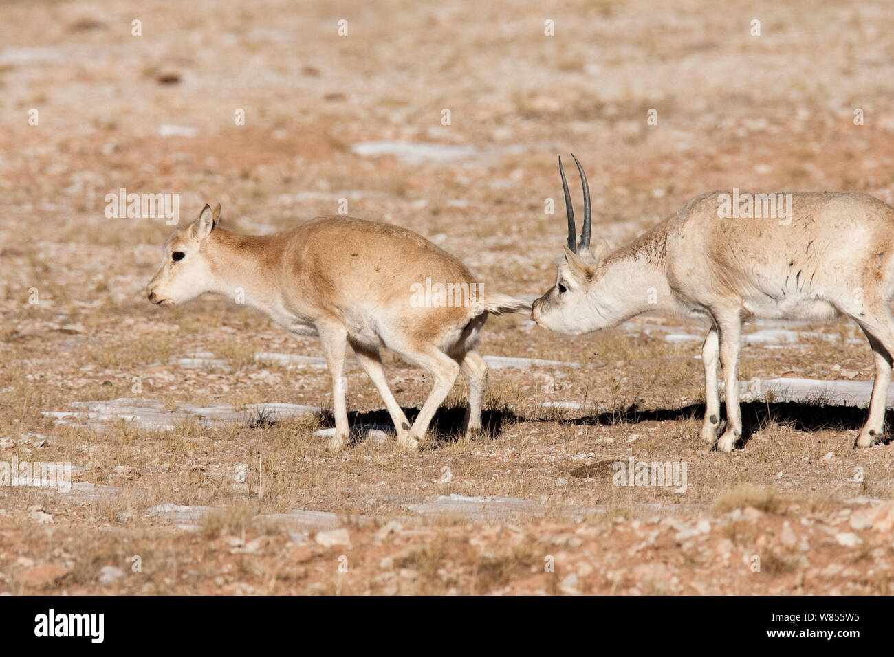 Tibetische Antilope (Pantholops hodgsoni) männliche Riechen eine weibliche Kekexli, Qinghai, Januar. Stockfoto