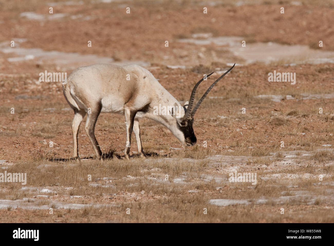 Tibetische Antilope (Pantholops hodgsoni) männlich, Beweidung, Kekexli, Qinghai, Januar. Stockfoto