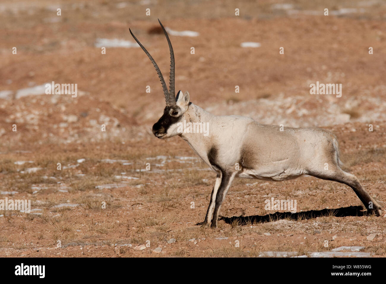 Tibetische Antilope (Pantholops hodgsoni) männlich Stretching, Kekexli, Qinghai, Januar. Stockfoto