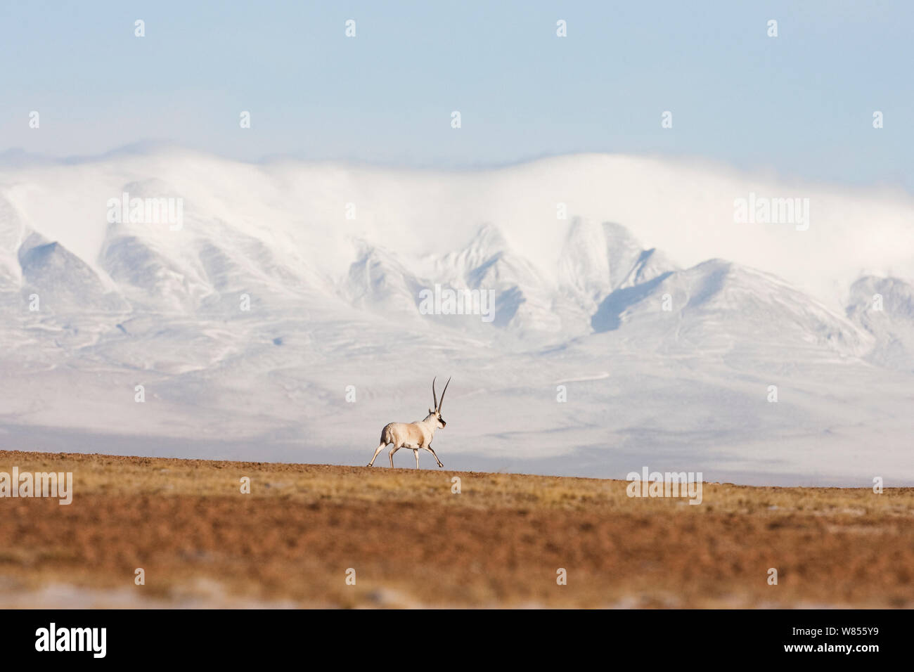 Tibetische Antilope (Pantholops hodgsonii) im Querformat, Kekexili, Qinghai, China, Dezember Stockfoto