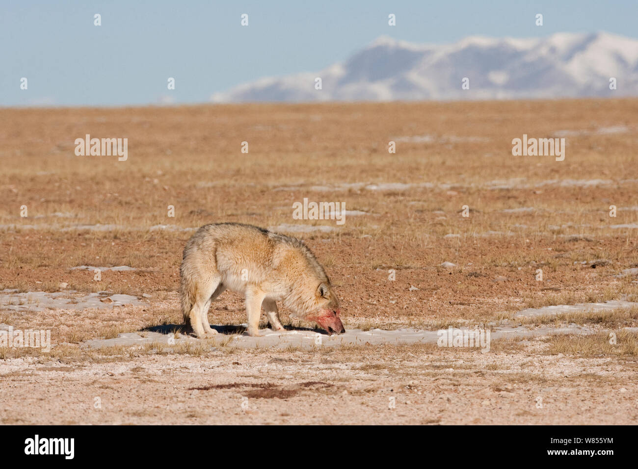 Grauer Wolf (Canis lupus) Schnee Essen, mit Blut auf seinem Gesicht von Fütterung, Kekexili, Qinghai, China, Dezember Stockfoto