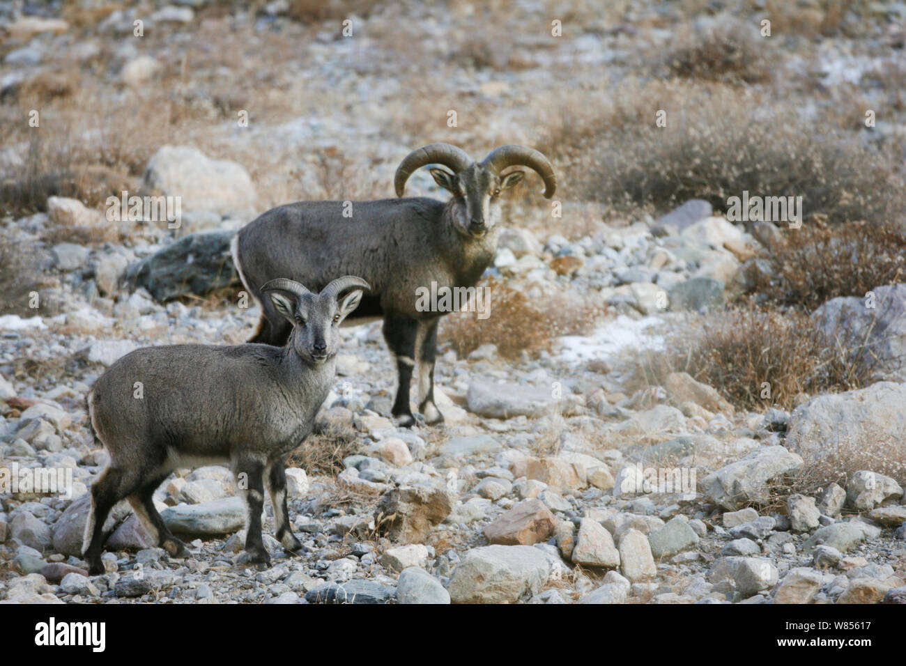 Mountain Blue Sheep/bharal/Naur (Pseudois nayaur) stehen auf felsigen Boden, Kekexili Stockfoto