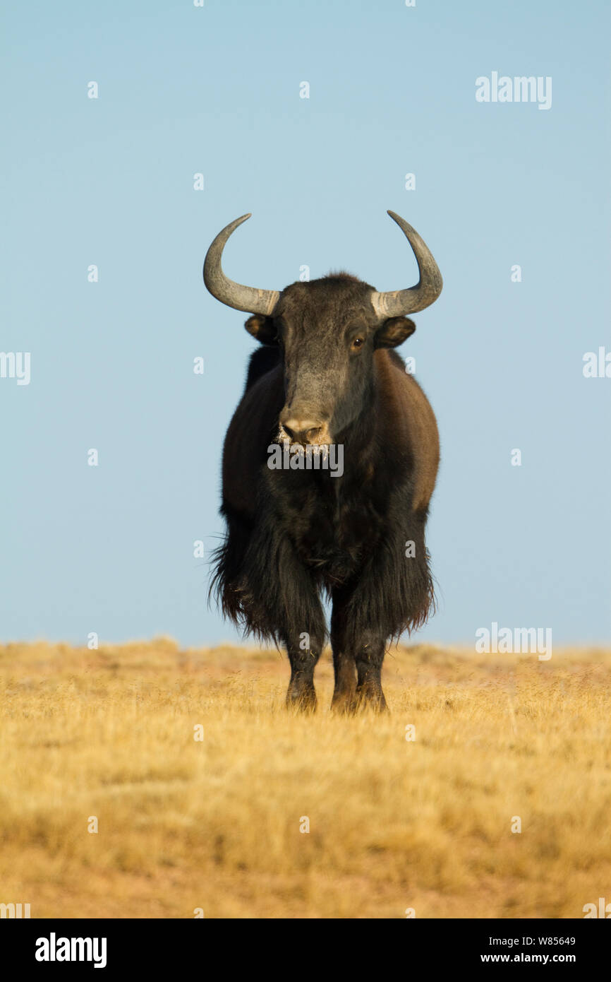Wild Yak (Bos mutus) Kekexili, Qinghai, tibetischen Plateau, China, Dezember Stockfoto