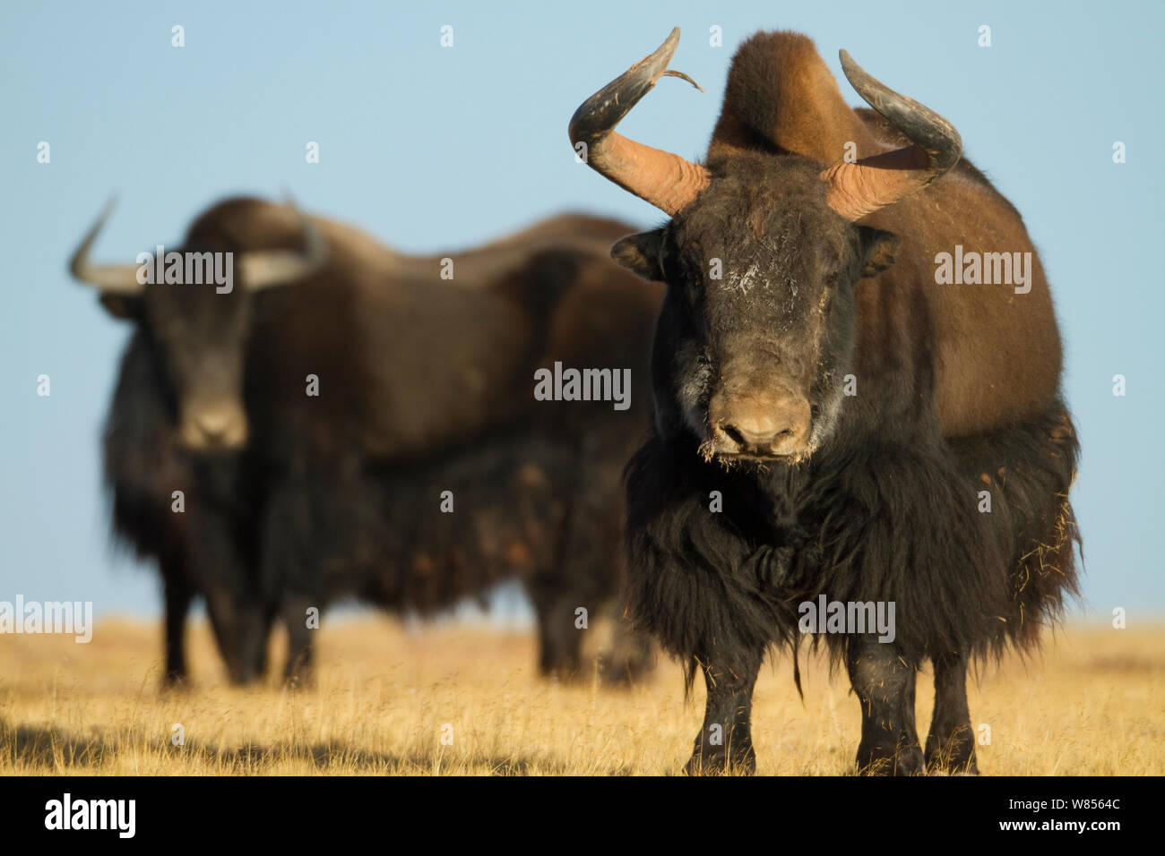 Wild Yak (Bos mutus) Kekexili, Qinghai, tibetischen Plateau, China, Dezember Stockfoto