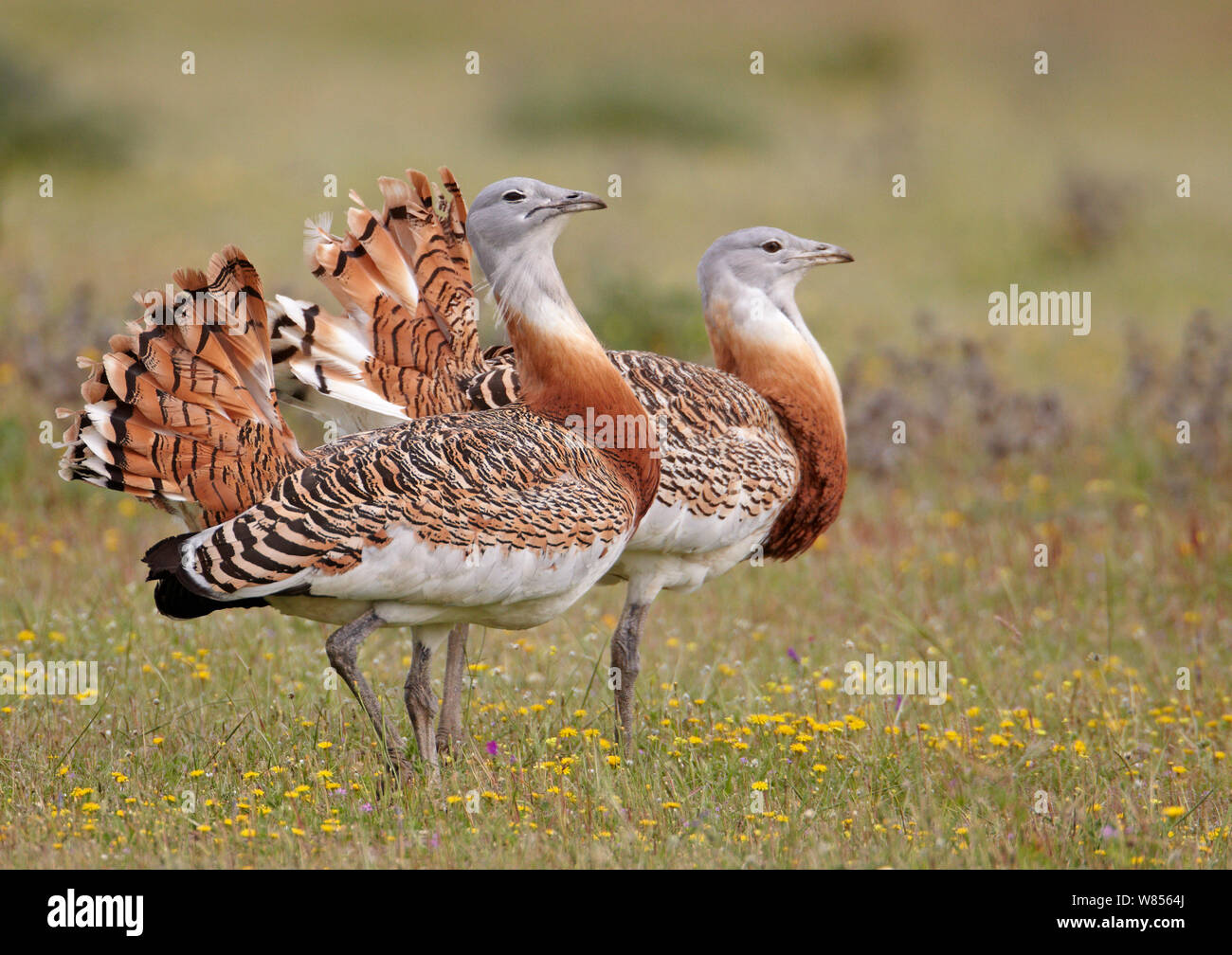 Große Trappen (Otis tarda) Männer, Spanien, April. Faszinierende Vögel Exlibris. Stockfoto