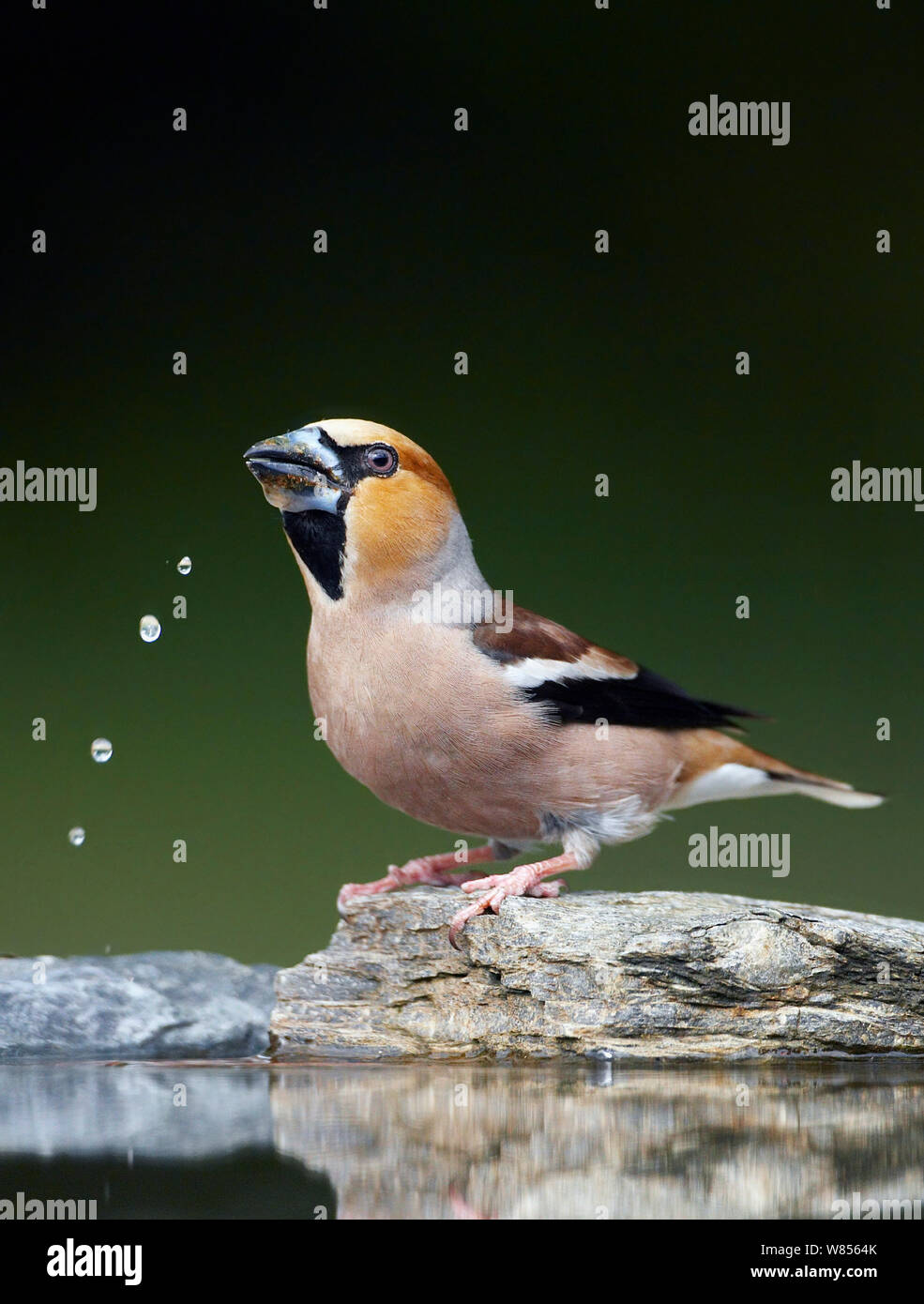 (Hawfinch Coccothraustes coccothraustes) trinken, Ungarn, Mai. Faszinierende Vögel Exlibris. Stockfoto