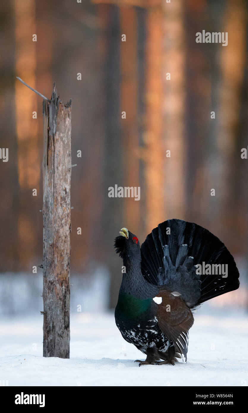 Auerhahn (Tetrao urogallus) männlich, Finnland, April. Faszinierende Vögel Exlibris. Stockfoto