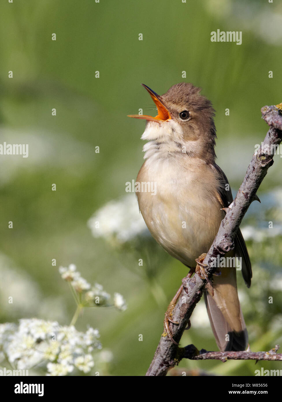 Marsh Warbler (Acrocephalus palustris) Gesang, Uto Finnland, Juni. Faszinierende Vögel Exlibris. Stockfoto