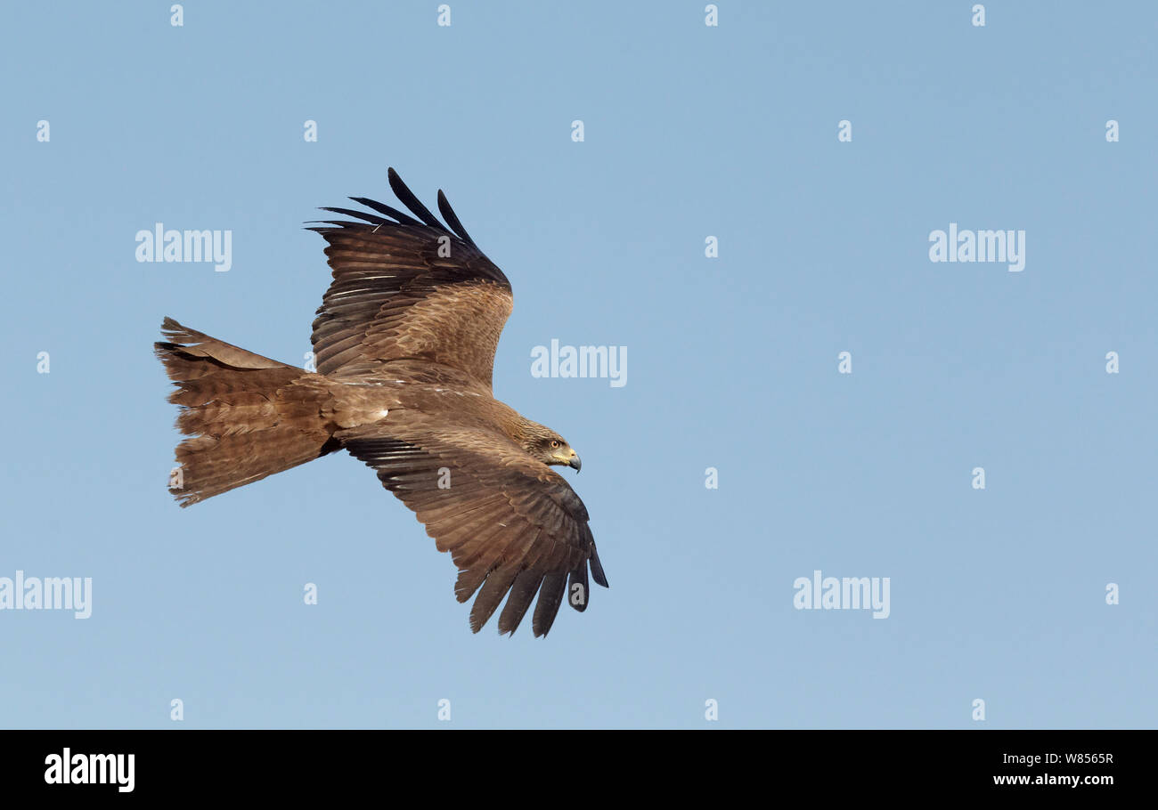 Schwarzer Milan (MILVUS MIGRANS) im Flug, Spanien März Stockfoto