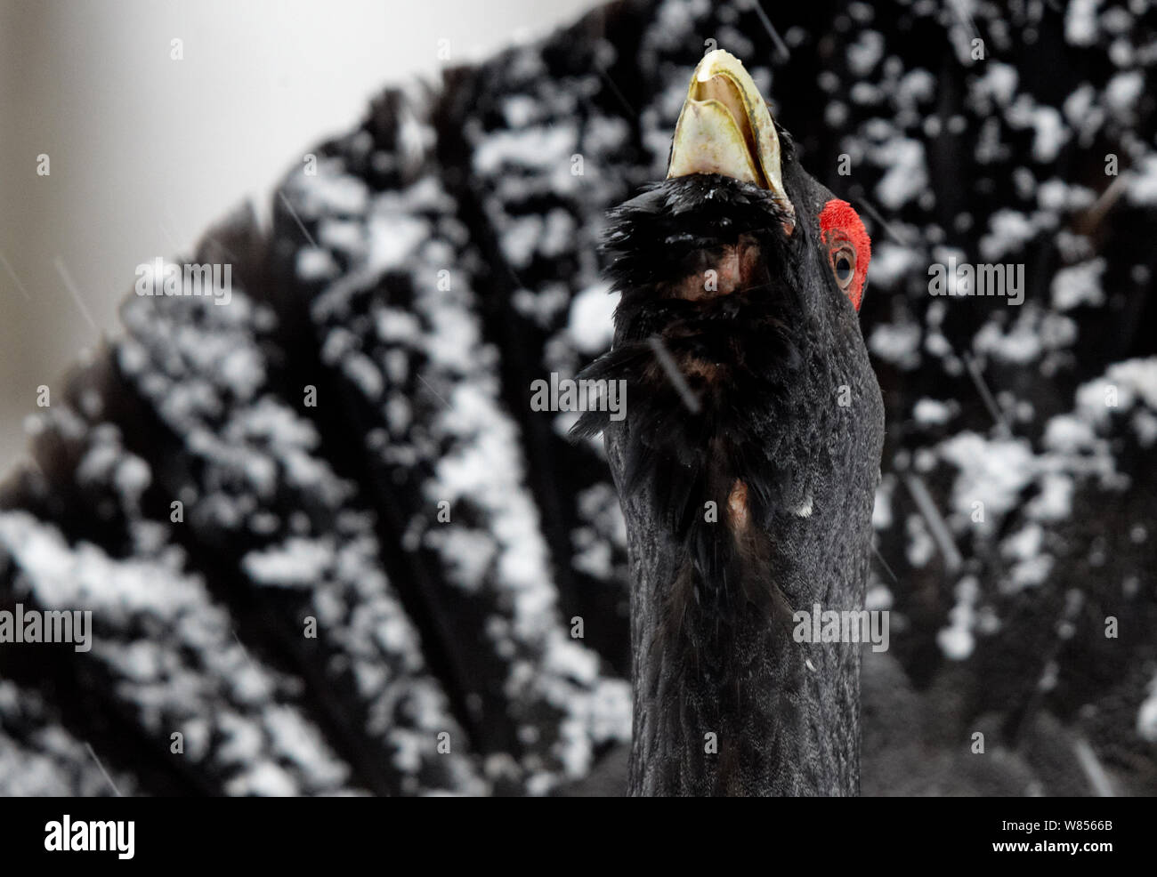 Auerhahn (Tetrao urogallus) Nahaufnahme von männlichen Aufruf im Schnee, Vaala Finnland April Stockfoto